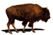 About the Bison
